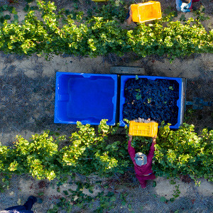 OneFarm: tecnologia a serviço do desenvolvimento